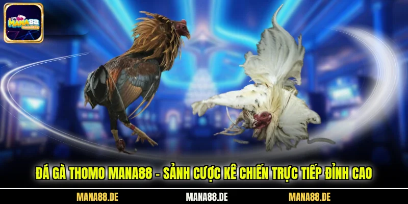 Đá Gà Thomo Mana88