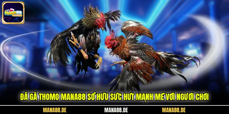 Đá gà Thomo Mana88 sở hữu sức hút mạnh mẽ với người chơi